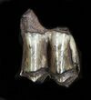 Pleistocene Camel Tooth - Florida #35399-3